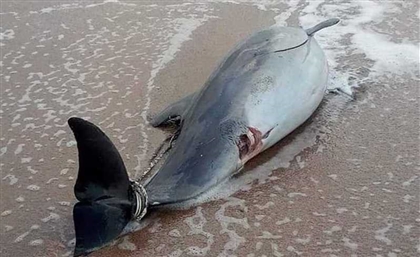 Another Dead Dolphin Has Been Found Washed-Up on an Alexandrian Beach