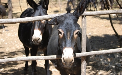 Donkeys in Egypt Could Become Extinct in 20 Years According to Report