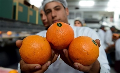 Egypt Ranked as World's Second Largest Exporter of Citrus Fruits 