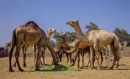 3 Egyptian Merchants Arrested Over Animal Abuse at Cairo's Birqash Camel Market 
