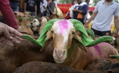 Cairo Governorate to Impose EGP 5000 Fine For Animal-Slaughter in Streets This Eid