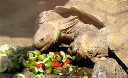 40 smuggled tortoises rescued at Egypt-Sudan border 