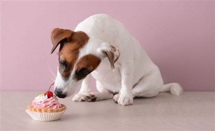 Feel Good Spoiling Your Fur Babies With Nooshi’s Healthy Treats 
