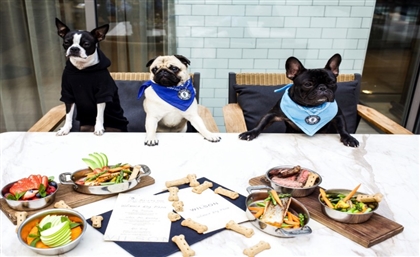 Petman: Fine-Dining but Make it for Dogs