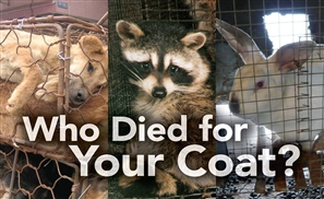 Facebook Community Rallies to Say No to Fur