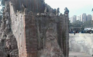 Attackers Beat Up Monkeys in Alexandria Zoo 