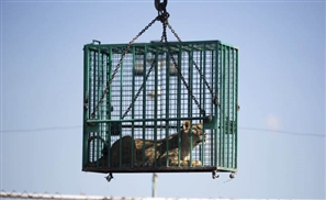 Four Paws Save Three Lions From Gaza Zoo