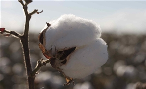 Egypt Bans Cotton Imports, Panic Ensues 