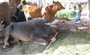 Beni Suef Uni Develops A New Humane Way Of Identifying Cattle