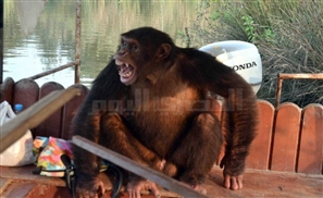 Chimp Escapes Zoo, People Jump into Crocodile Infested Nile