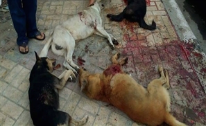Municipality of Alexandria Massacres Stray Dogs