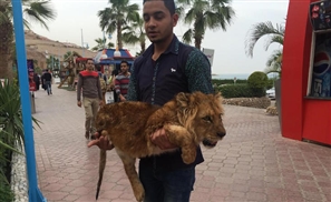 Drugged Lion Cub Used As Photo Prop In Porto Sokhna?