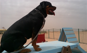Saudi Police Arrests Two People for Organising a Dog Pageant
