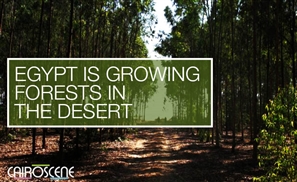Video: Egypt is Growing Forests in the Desert with Sewage Water