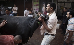 50,000 EGP Fine for Slaughtering Livestock in the Streets this Eid