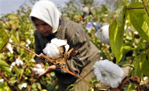 Cairo Cotton Group Announces $100 Million Expansion