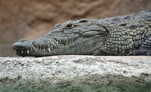 Egypt's Plan to Export Crocodiles for Dollars