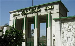 5 Falcons Stolen from the Giza Zoo