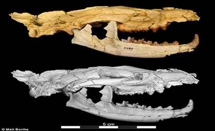 Scientists Discover Never-Before-Seen Fossils of an Extinct Egyptian Carnivore near Fayoum