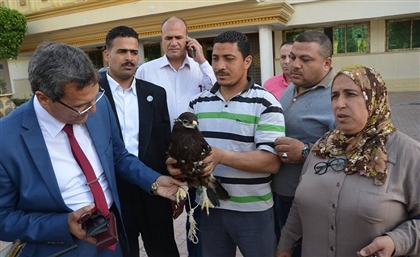 Eagle Found Hiding in Kafr El Sheikh after Being Bullied by Crows, Undergoes Psychological Treatment