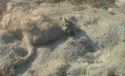 Dead Sheep Are Washing Up On Egypt's Red Sea Shores